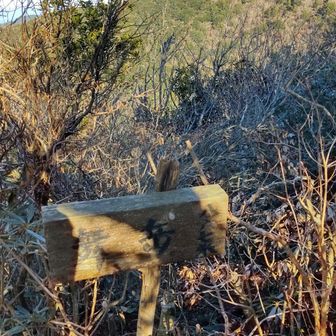マイタケの頂上まで出ると