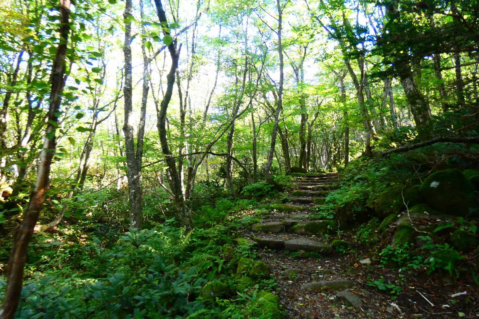 いい登山道⛰️