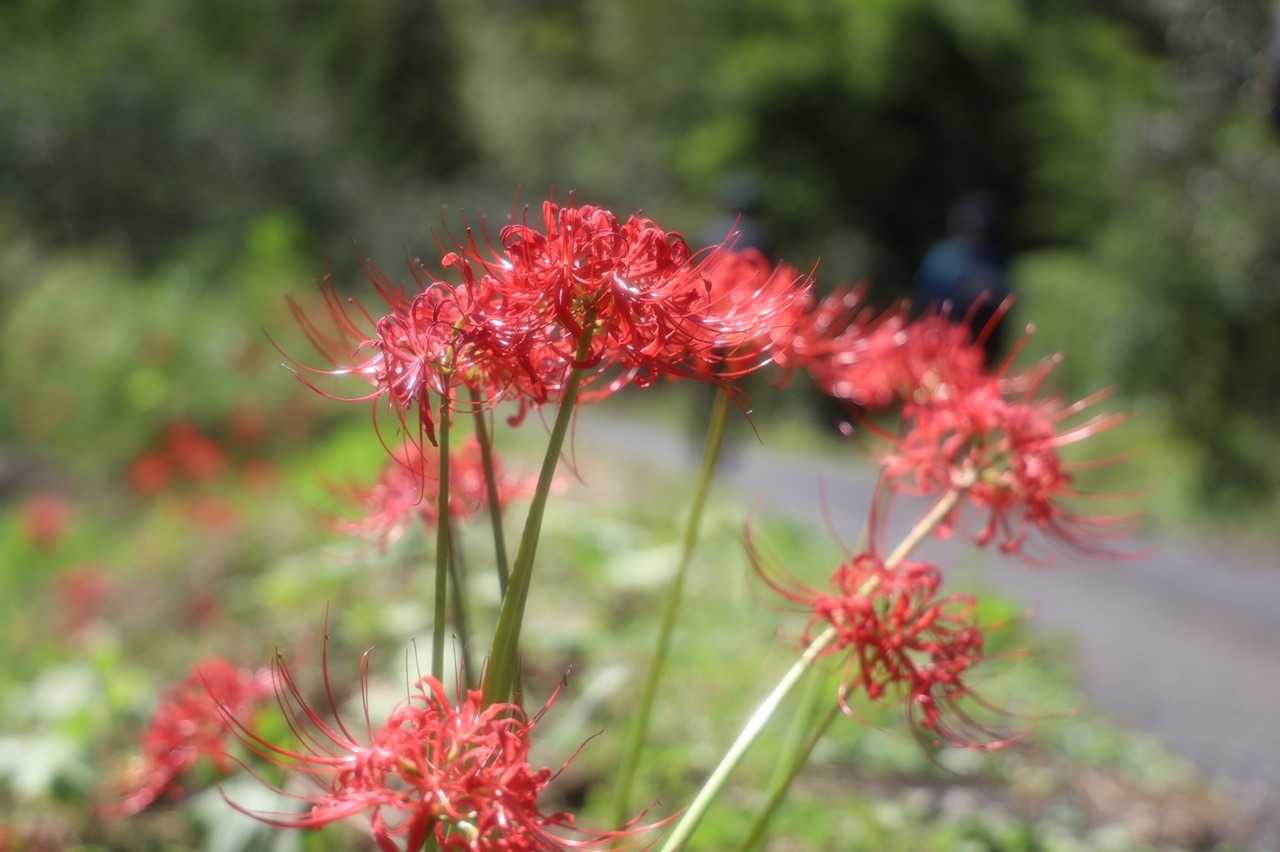 彼岸花。