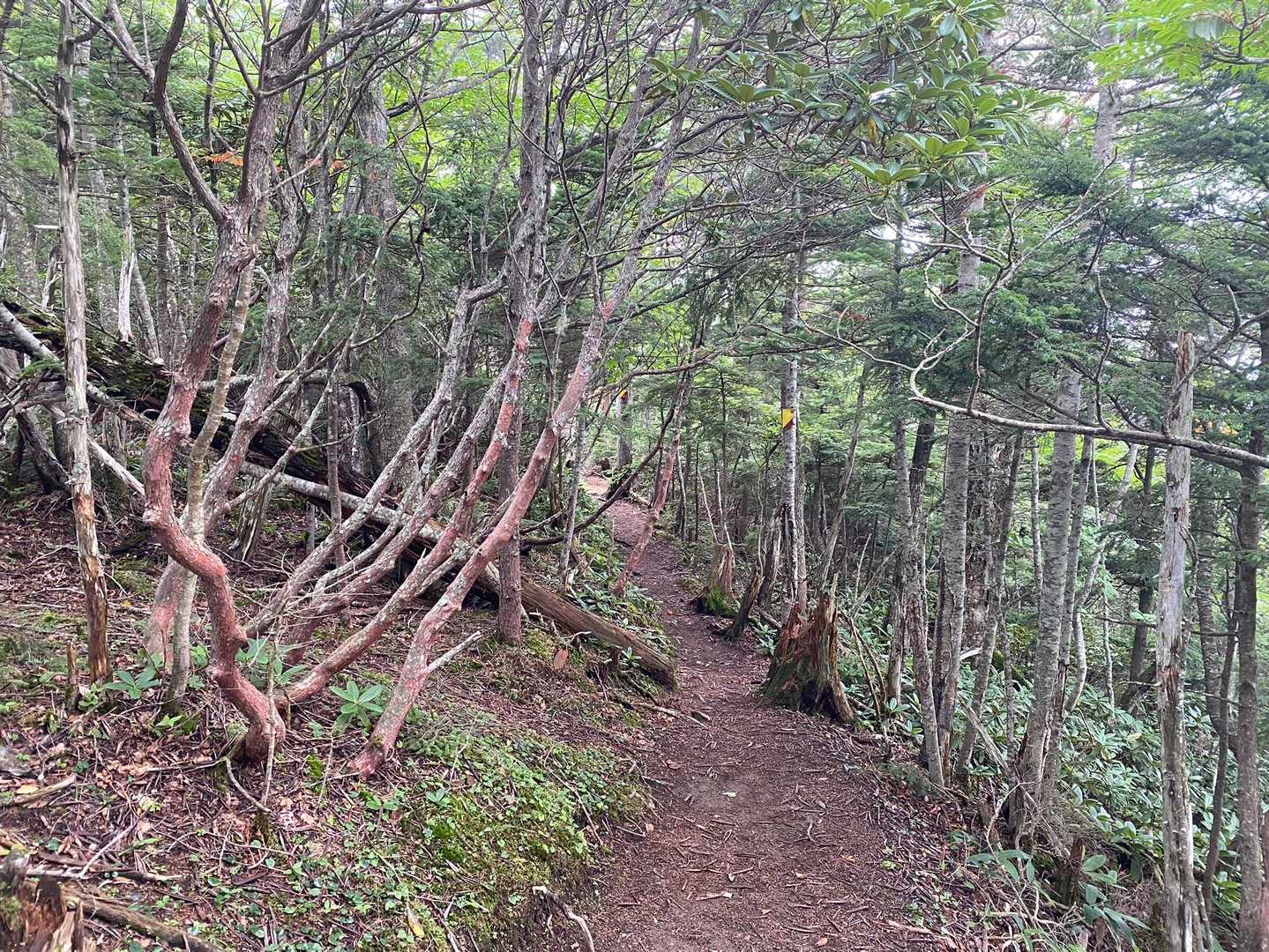 前白根山-五色山-白根山登山口-湯元温泉バス停 周回コースの写真