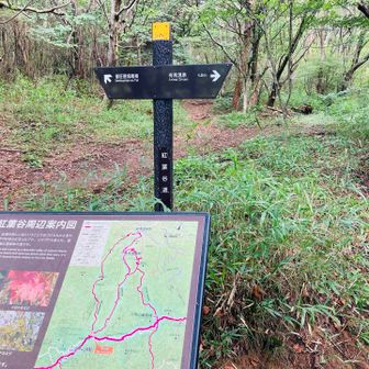番匠屋畑尾根との分岐到着🫡
ってことは目と鼻の先が・・・
