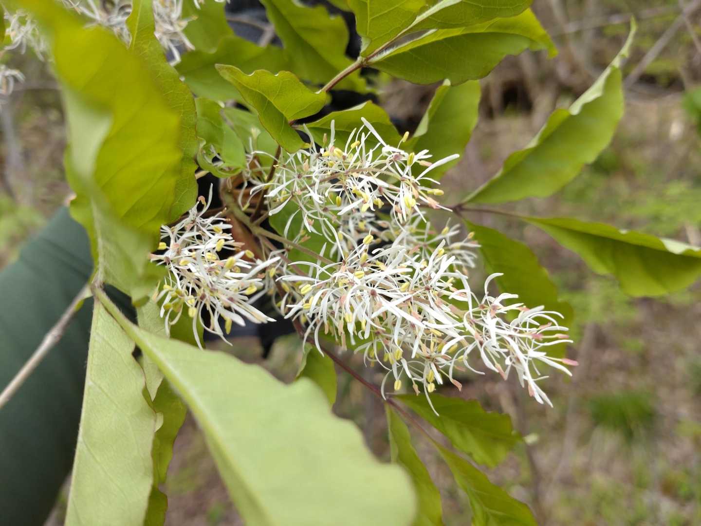 何の花かな？
グーグルさんでアオダモの花の様です