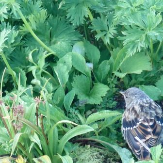 何か鳥が居ました。