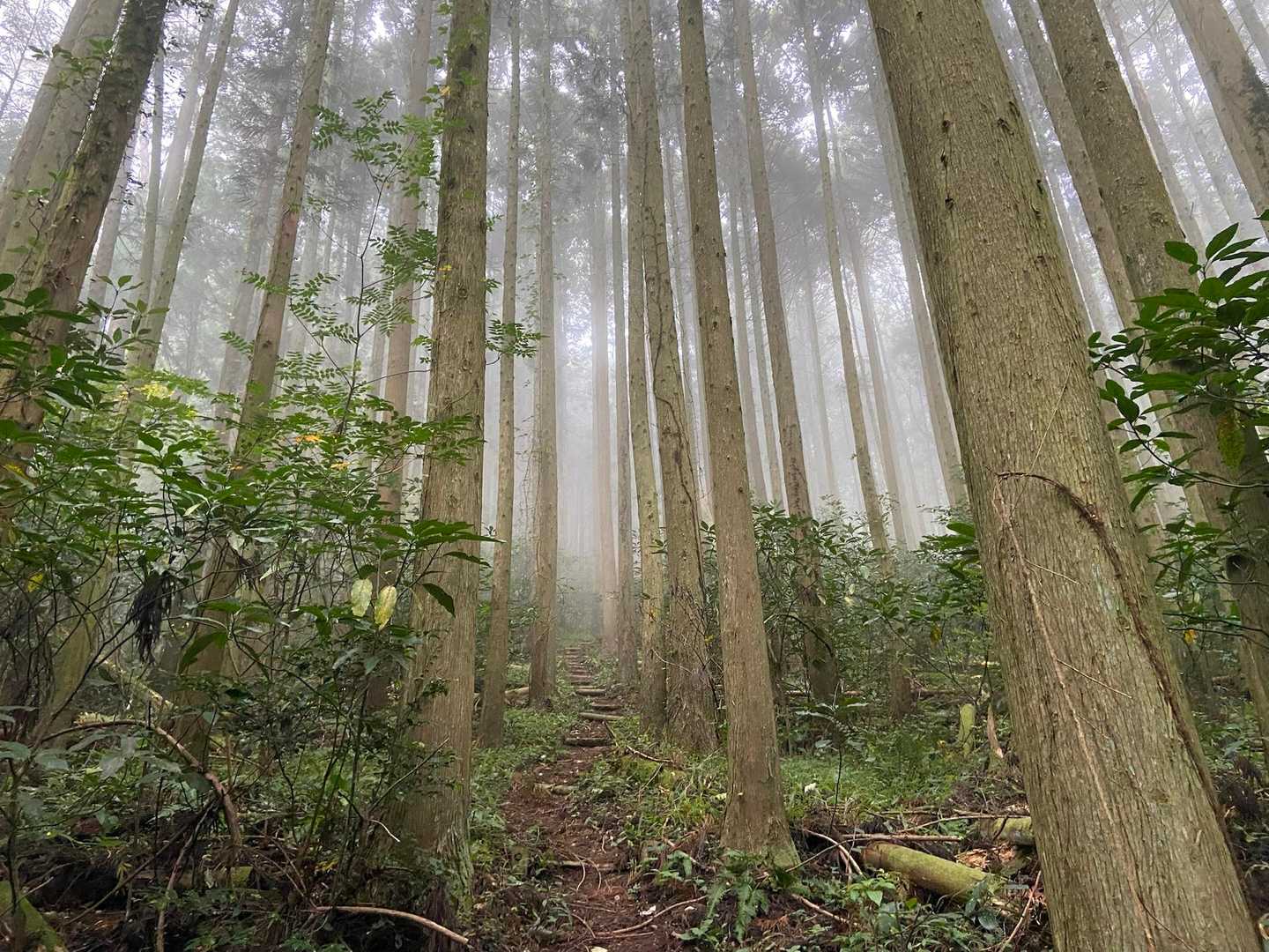 湿度が高く風も無くて蒸し暑い🫠辺りは霧が発生していて幻想的