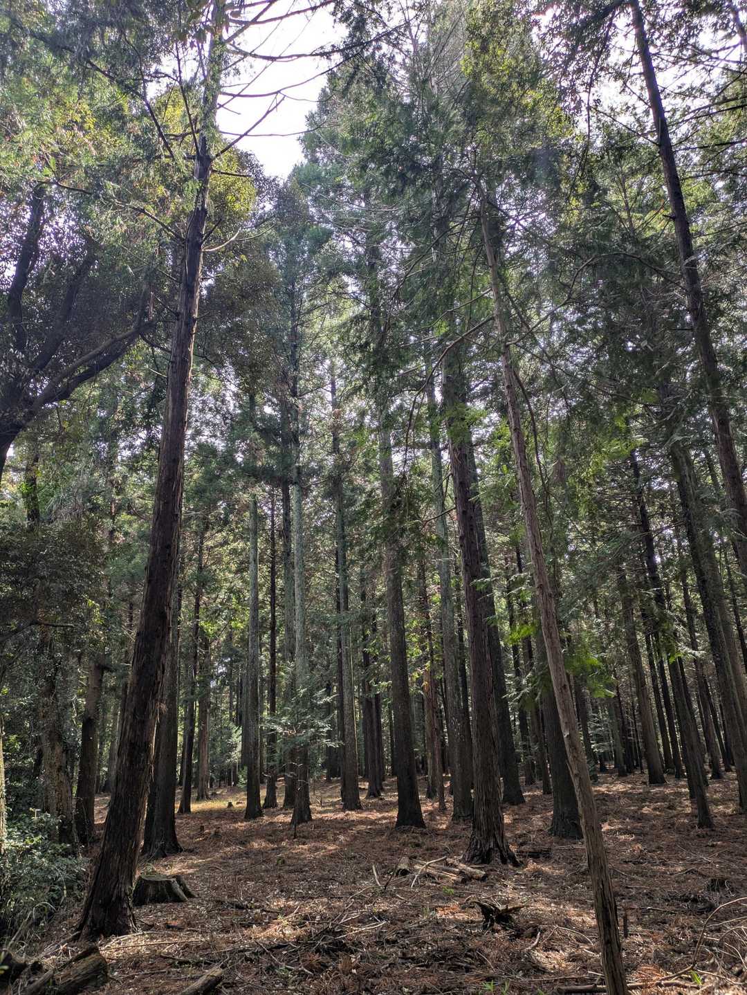 三夜宮横の杉木立