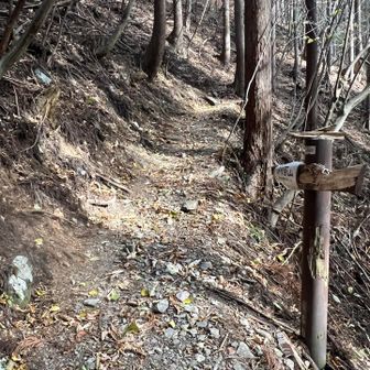 しばらく樹林帯の中を歩く
山頂までずっと険しい道が続くのかと思っていたので、余裕で歩けました

標識が割れているのは🐻の仕業？