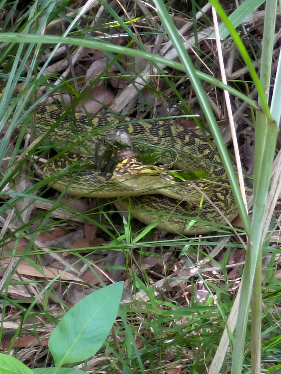 キタ～(,ﾟДﾟ)伊部岳登山口大手を守る侍大将!本ハブですよー、脱皮したてかな(＠_＠;)金色に輝いていました!しかもデカイ最大級クラスのヌシです。一同大興奮(ﾟ∀ﾟ)体をＳ字曲げて、警戒態勢!