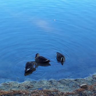今日は鴨🦆さんたち、たくさん泳いでました