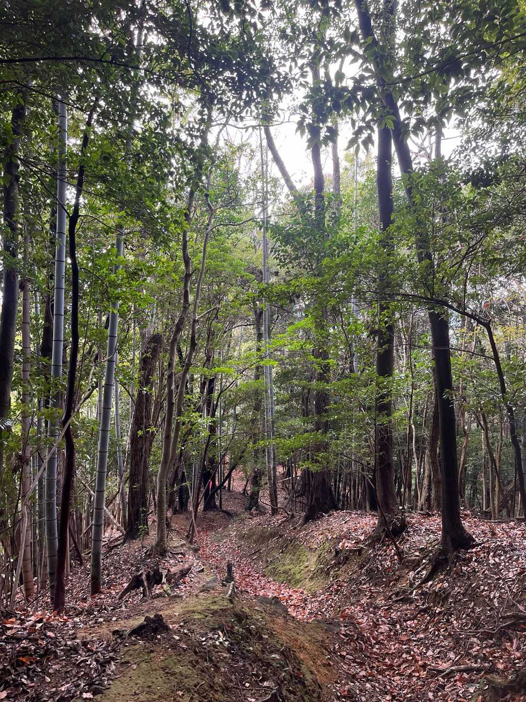 長谷山ハイキングコース入口-長谷寺-長谷山 周回コースの写真