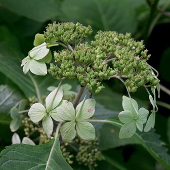 アジサイは、緑→青→ピンク→緑と変わるのね。