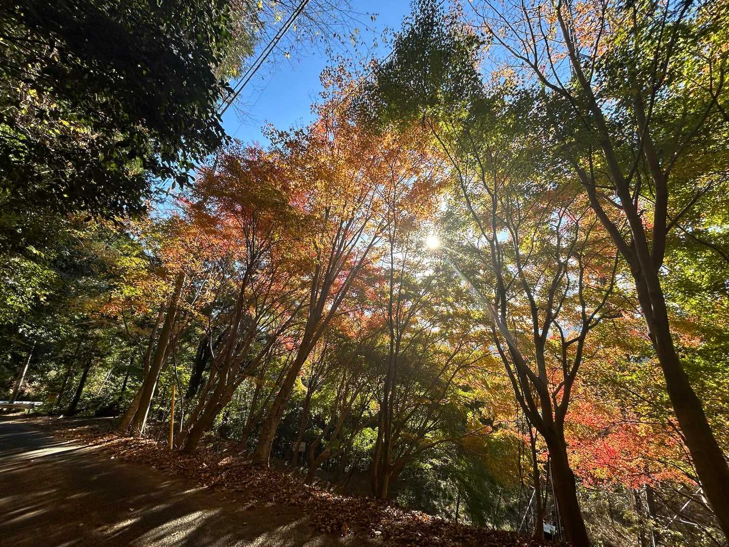 井手駅-八木沢峠-思親山 往復コースの写真