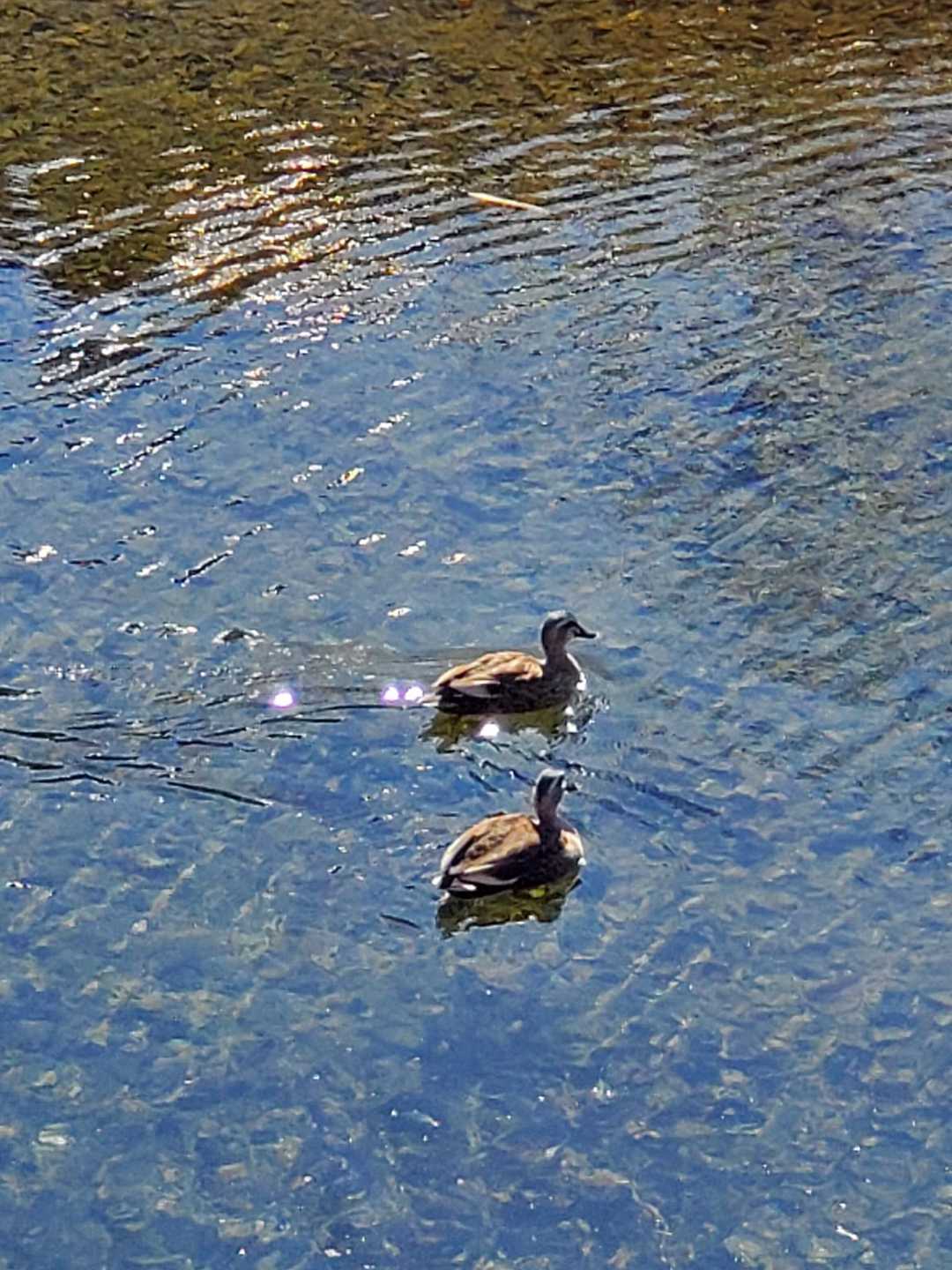 🦆🦆