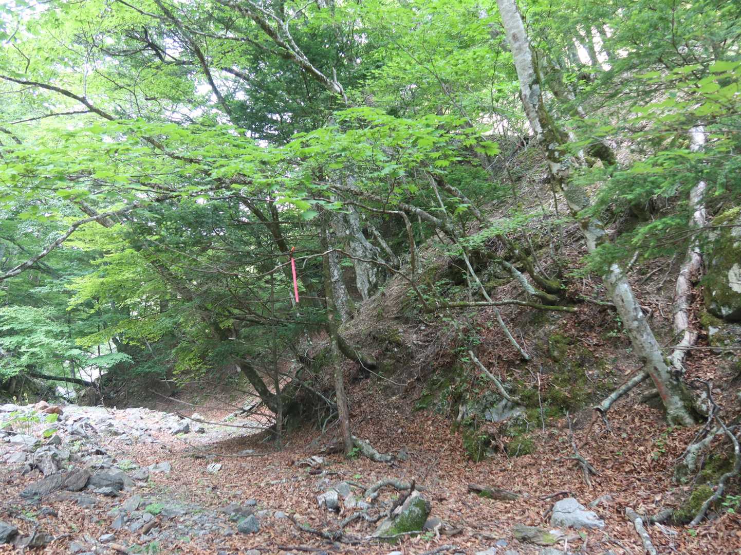 渡渉して数10mほど進んだところに木の枝にピンテあり。ここから右手の斜面を登って林道に戻ります

私は最初ピンテに気付かずに先へ進んでしまい、すごい崖地へ当たります。崖地を登っていく踏み跡もあったのですが、仮に登れたとしても絶対に下れないよなぁと気付き引き返しました