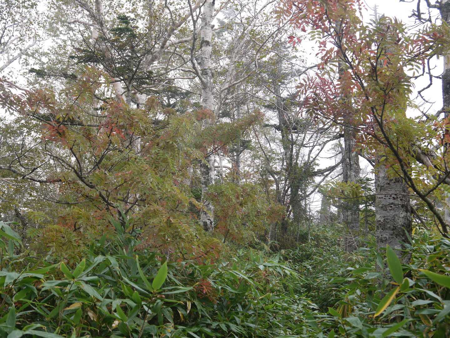 プチ紅葉しています
