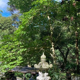 木蓮(中国原産)
住職さんが仰るには、あえて曲げて「しだれ木蓮」にしてるとのこと