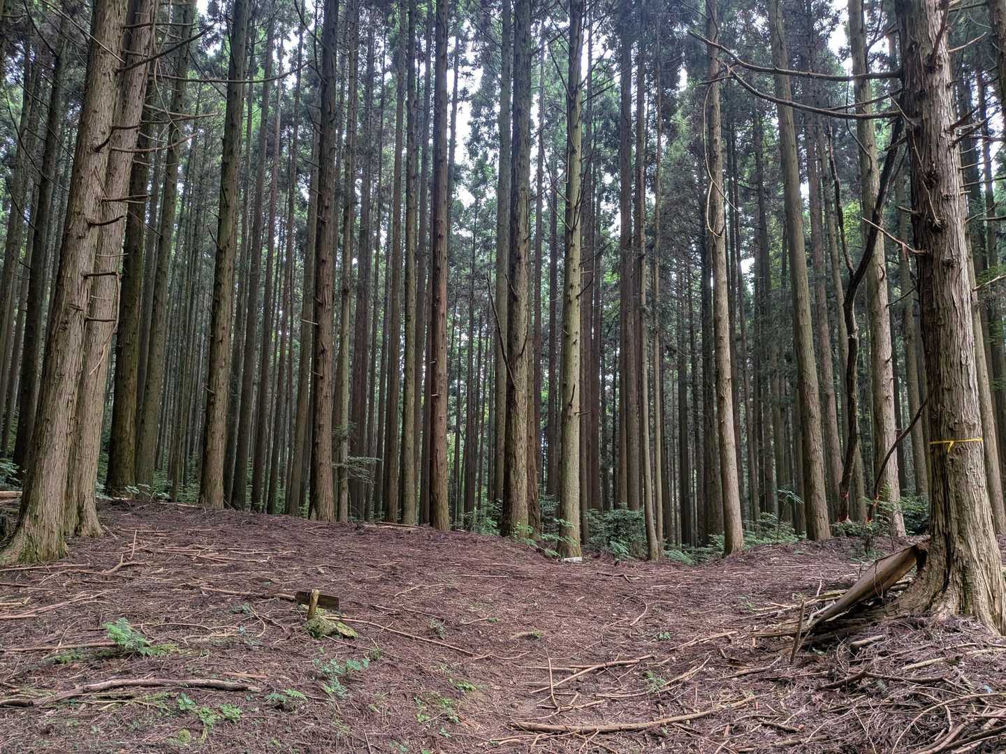 分岐。
左に行くと鷹ノ巣山。
右に行くとカンノ木山。