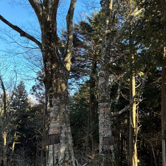 2本も生えてるのは珍百景？