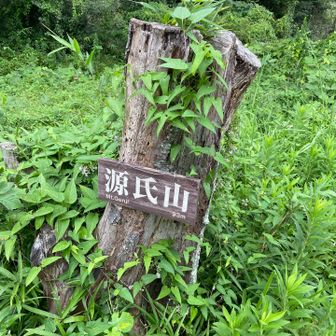 蔦が生えてる