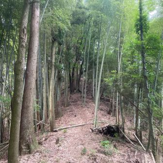 村国山は大屋コースが一番！