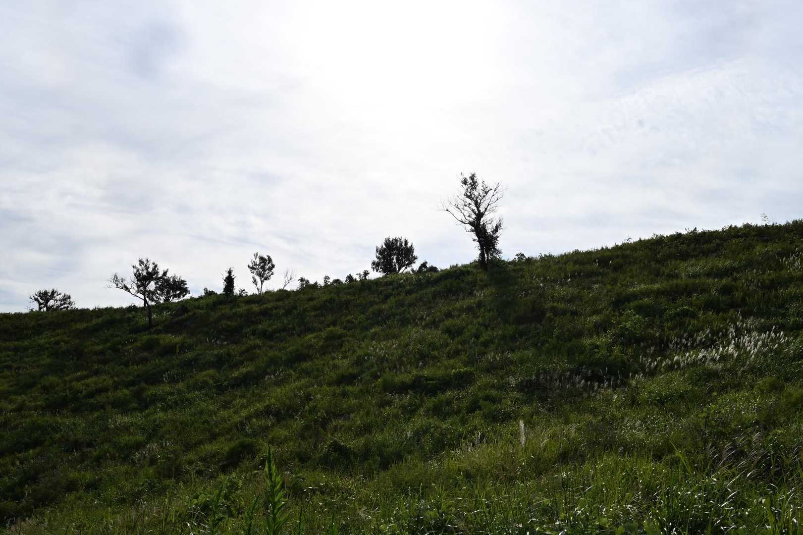 若竹山 往復コースの写真