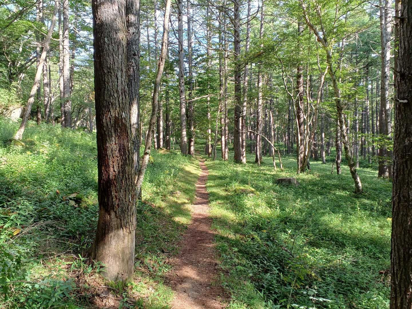 高山-地獄茶屋 周回コースの写真