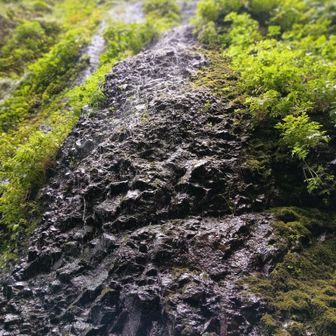 上部から落ちて来る水のしぶきが自然のミストです。