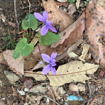 足元にたくさん。かわいらしい。タチツボスミレ？