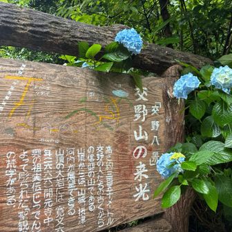 紫陽花やねー