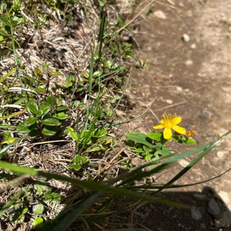 癒し🌼