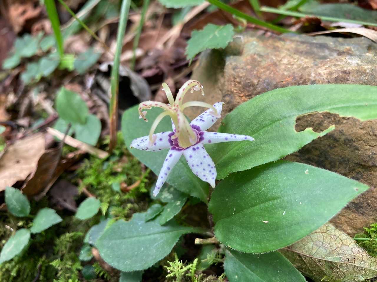 また来年