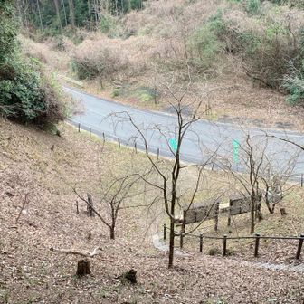 矢岳・城山 桜の色付き無し