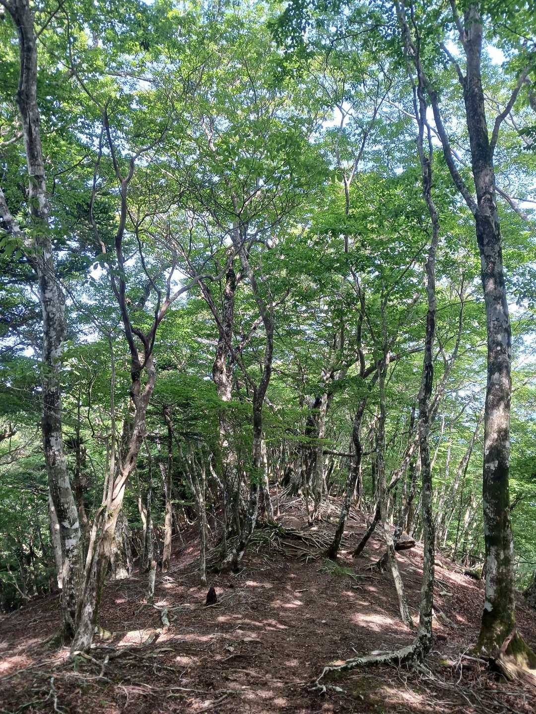 なだらか&グリーン💚