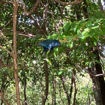ミヤマカラスアゲハ（Biome判定）

あとイノシシに出会っていたら猪鹿蝶だったのに。