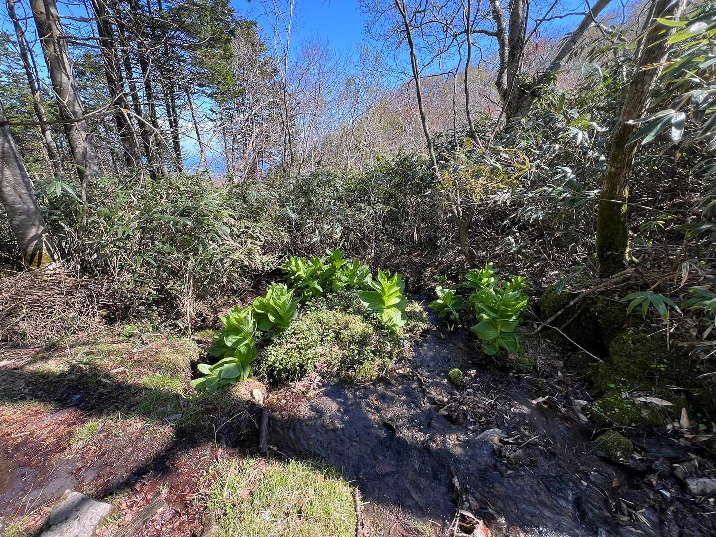 カムイヌプリ登山口-カムイヌプリ 往復コースの写真