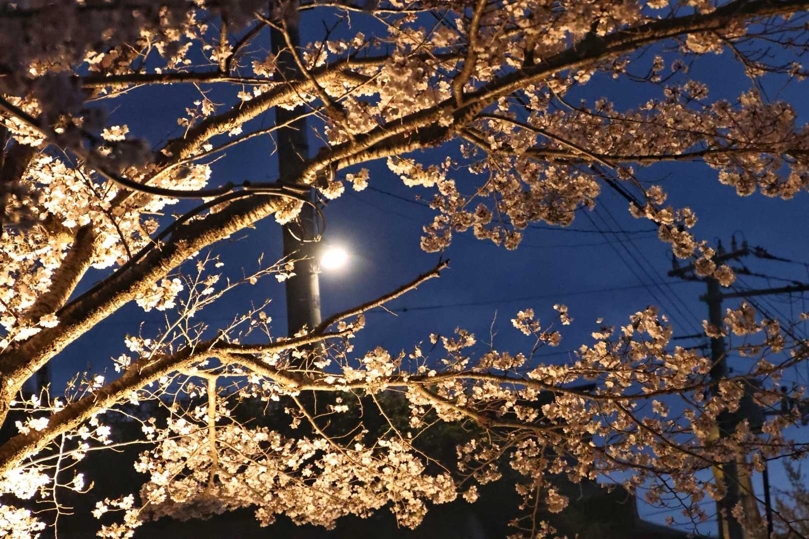 桜🌸舞い散る〜🎹