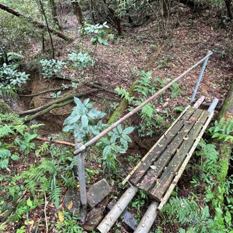 いくつか道が分かれるけど、今日は砥石山へ行くので橋を渡って、後は尾根上を登って行く。
蜘蛛の巣地獄🕸️
気持ち悪い。
