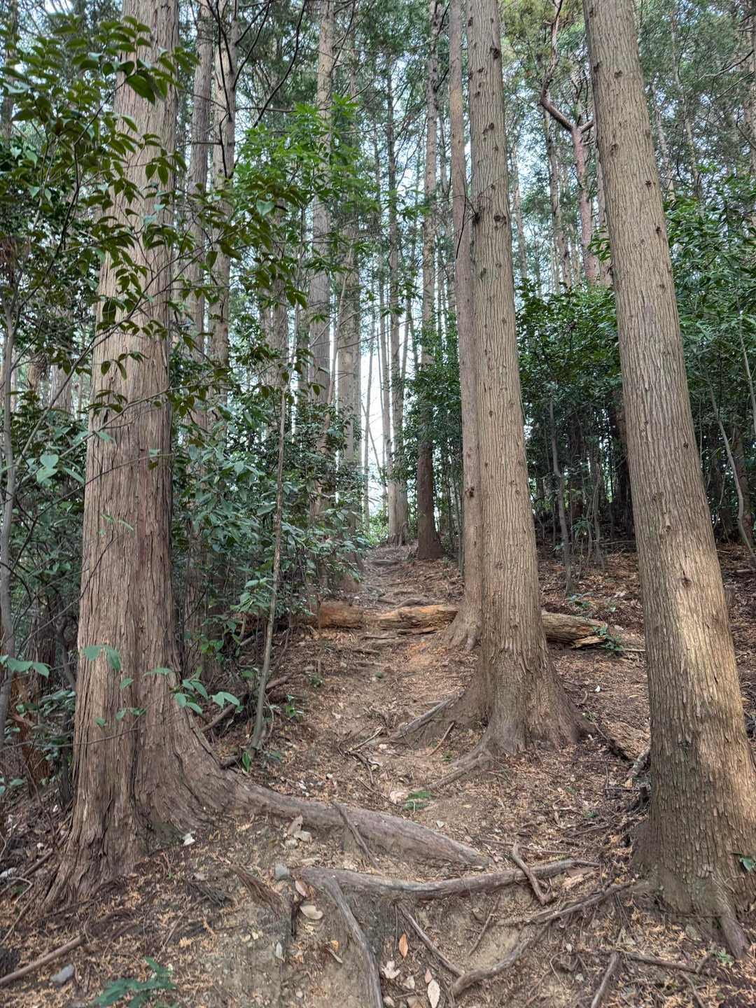 羽梨山神社-館岸山登山口-館岸山-加賀田山登山口-加賀田山 往復コースの写真
