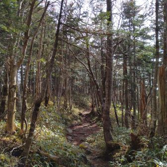 ここまで登れば後は、山頂までほぼ横移動。