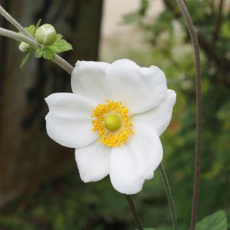 秋明菊も咲きました🤍