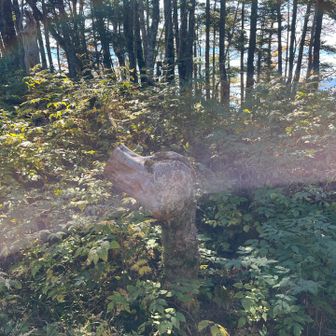 イヌみたい。山頂を眺めてました。