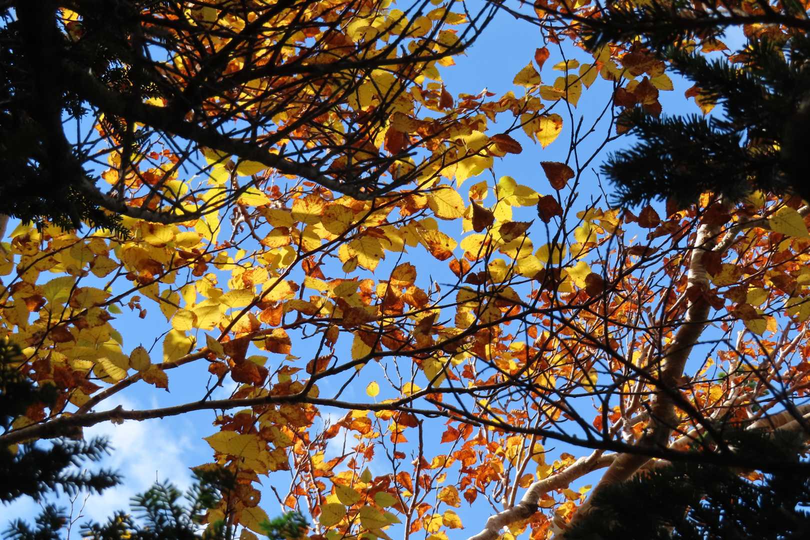 ダケカンバの紅葉キラキラ💛🧡