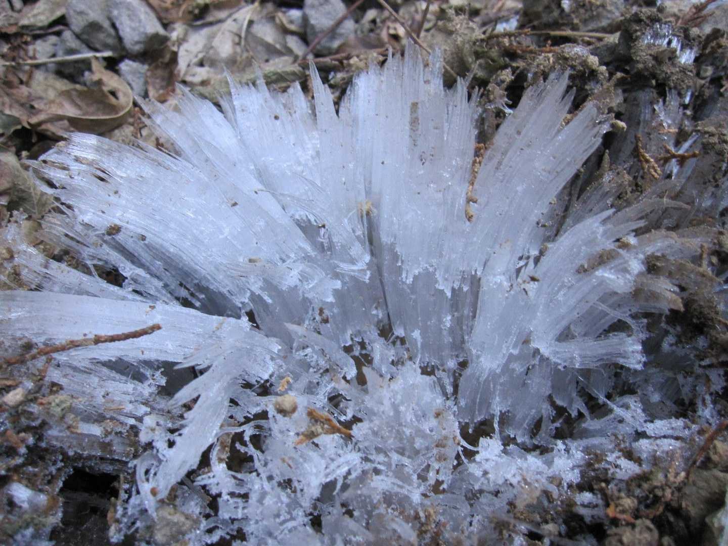 霜柱も凄い👍
足を撮られて歩きにくい😣