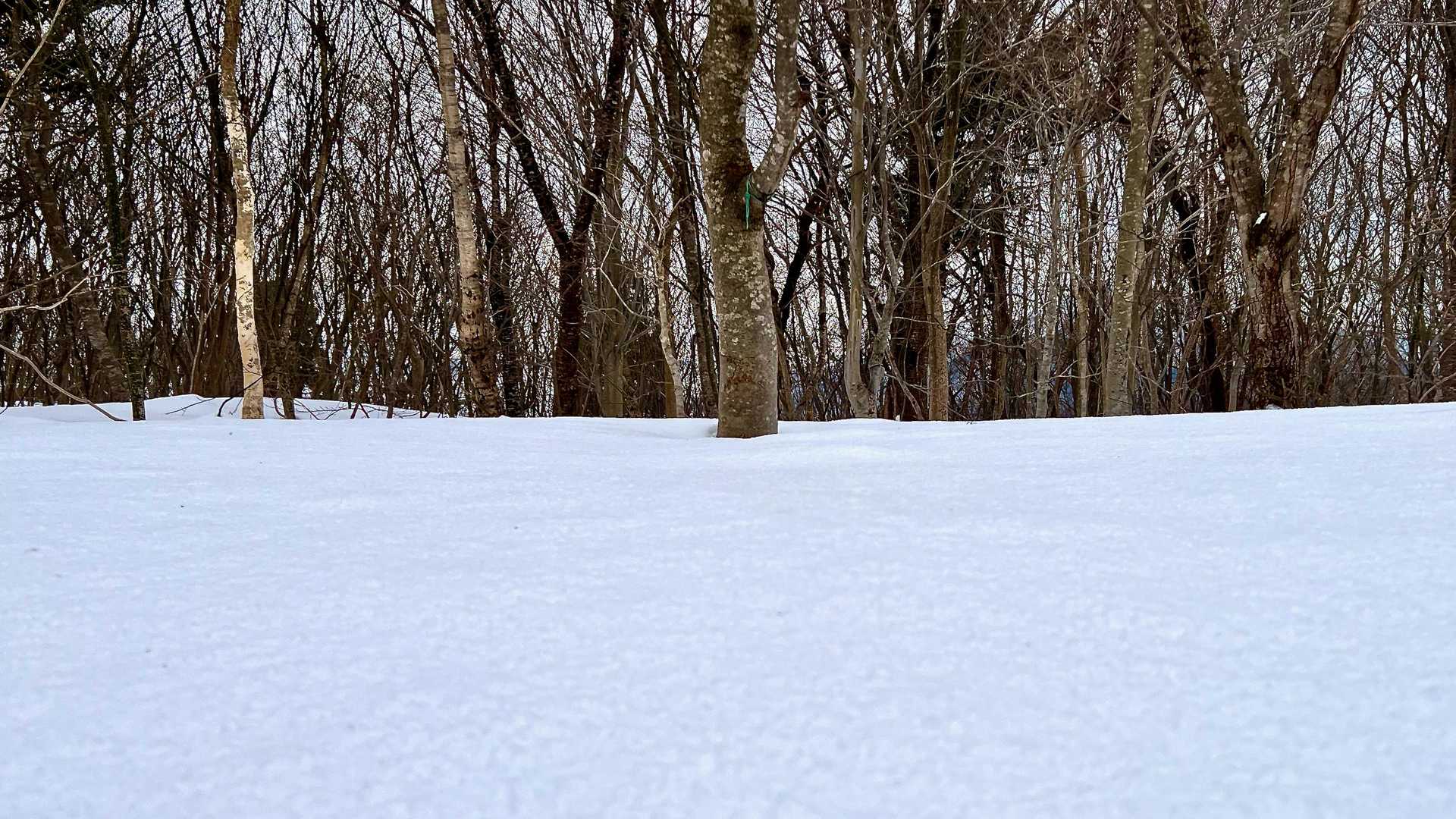 久しぶりのスノーハイクは純白に心洗われ、リフレッシュ👍次はいずこへ...。