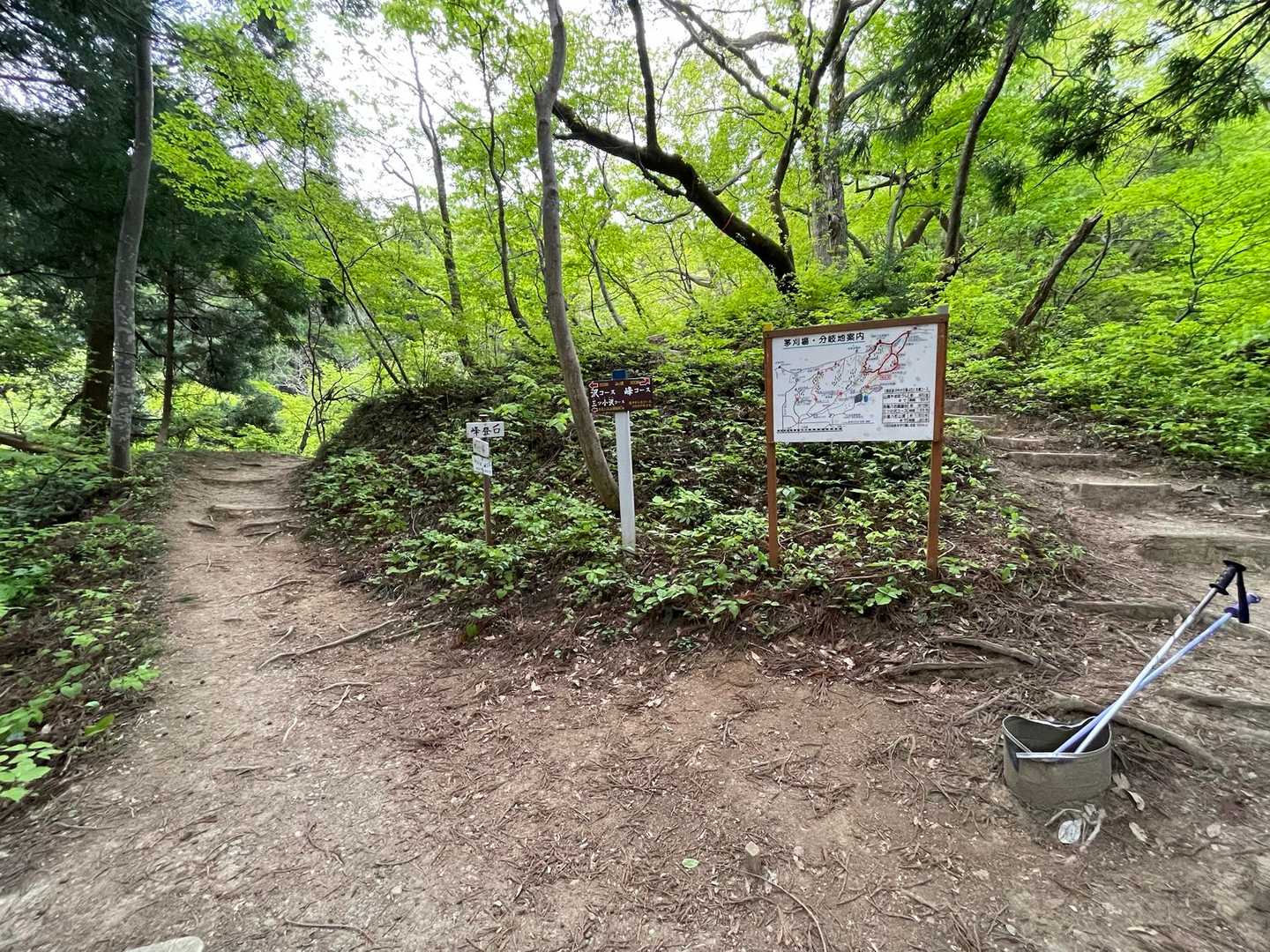 今日はサンカヨウが見たいから沢ルート😄
