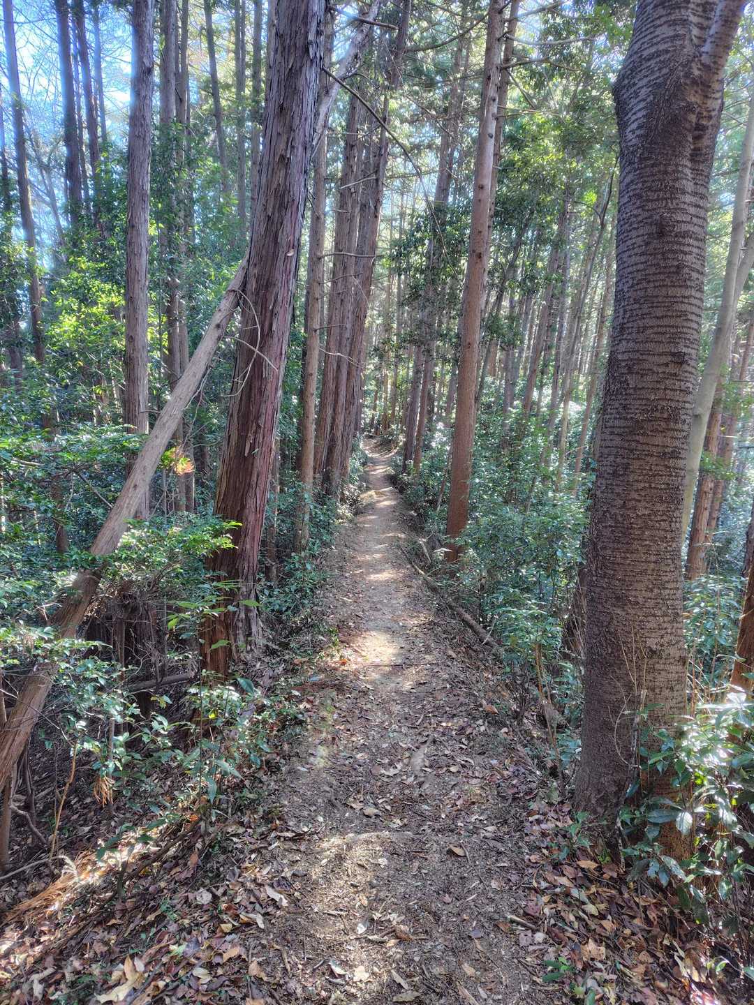 歩きやすい登山道