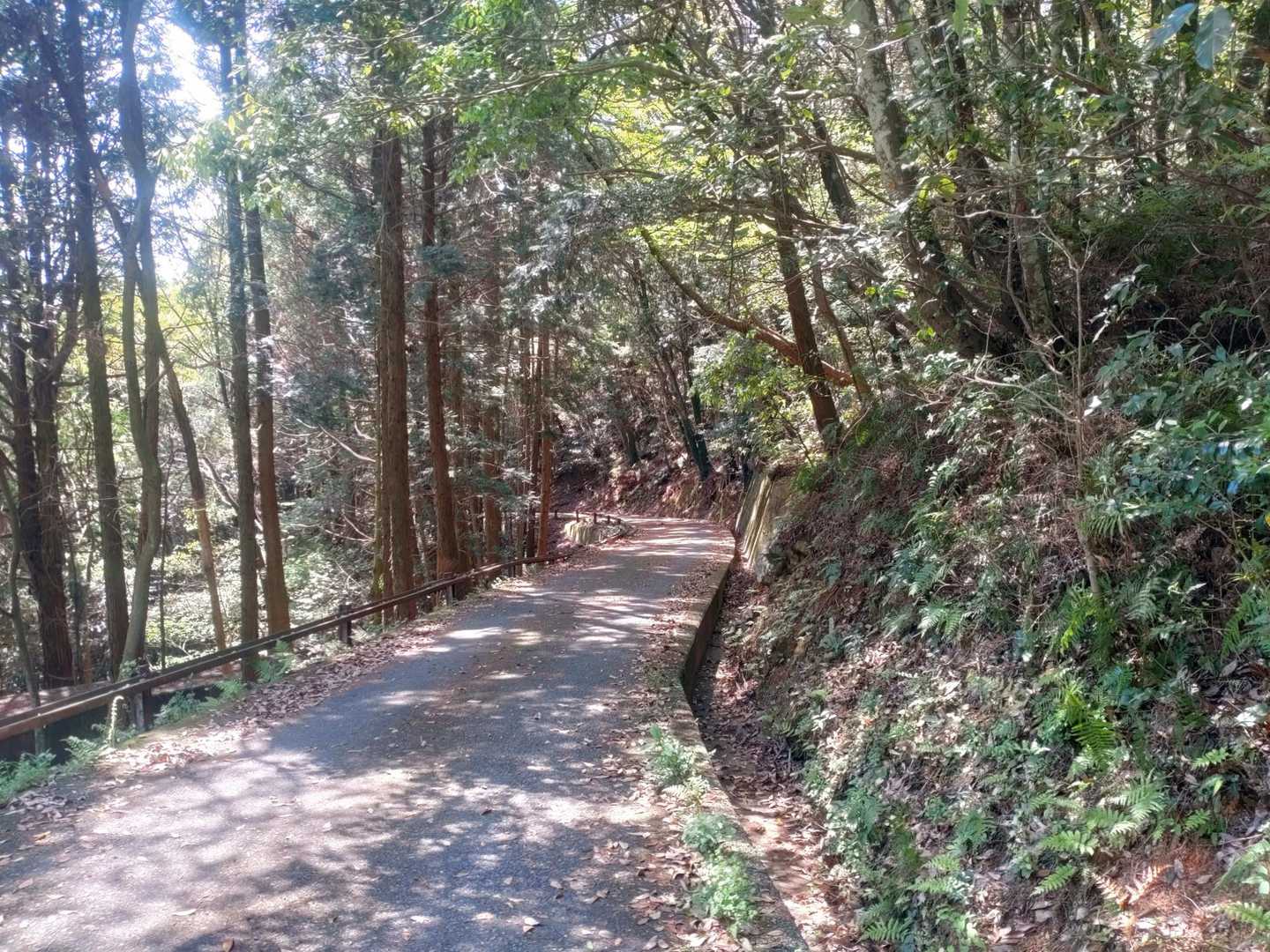 と思ったらいきなり車道に出ました😅