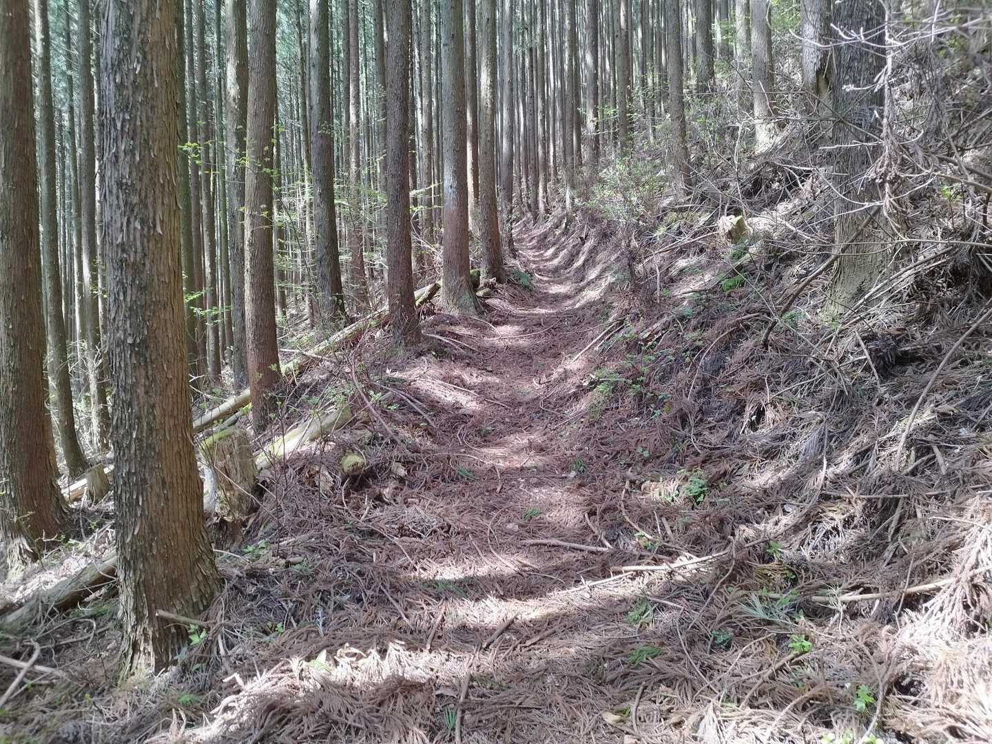 先ほどの弥太郎山に緑成分ありませんでしたがコチラは里山、虫や草花豊富、新緑はまだです
半分くらい植林用の林道ゆるゆる散歩