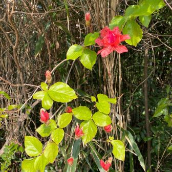 ツツジ🌺が咲いてました。