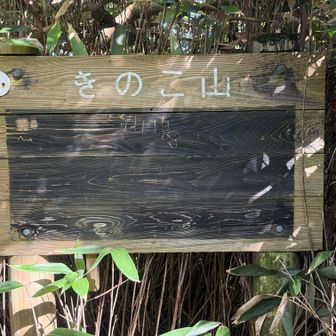 山頂です。
実は北側に整備された道があって、北側からピストンするのが正解だったようです。

このきのこ山の山頂で二人組のパーティーを見かけました。その方々とは、このあと数度お会いしました。妙に早いな、と思ったら、車で移動してきのこ山、足尾山、丸山、加波山、燕山を回られていました。それぞれの山頂直下の駐車場に車を停めて山頂にアタックされていたようです。