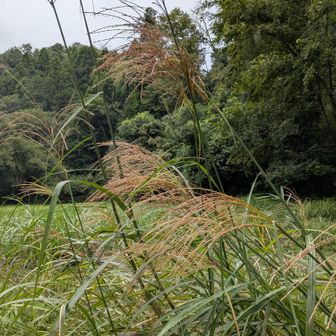 ススキ、秋を感じる。